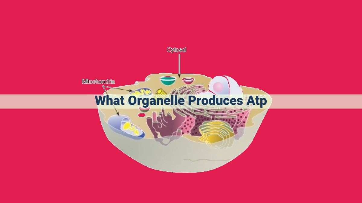 what organelle produces atp