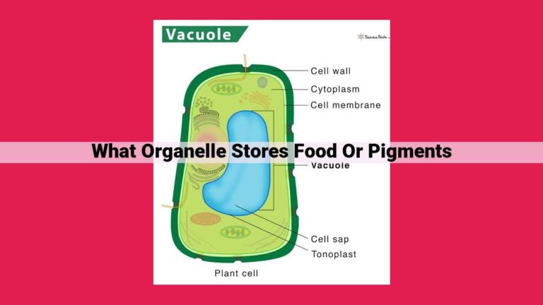 what organelle stores food or pigments