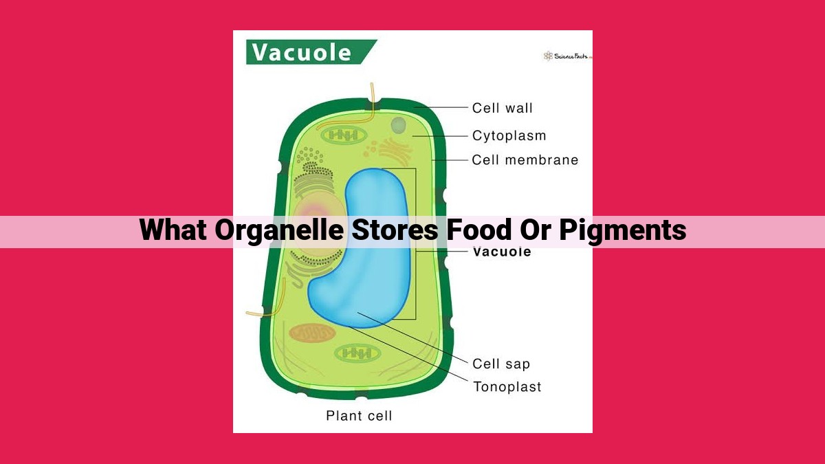 what organelle stores food or pigments