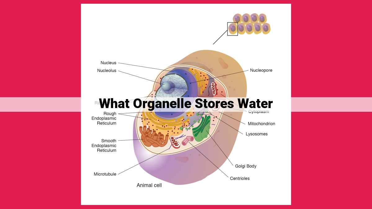 what organelle stores water