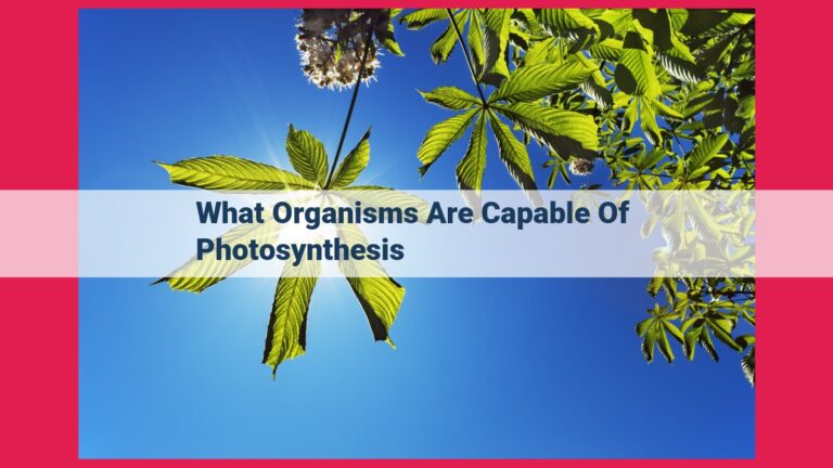 what organisms are capable of photosynthesis