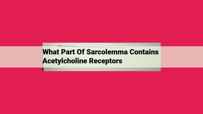 what part of sarcolemma contains acetylcholine receptors