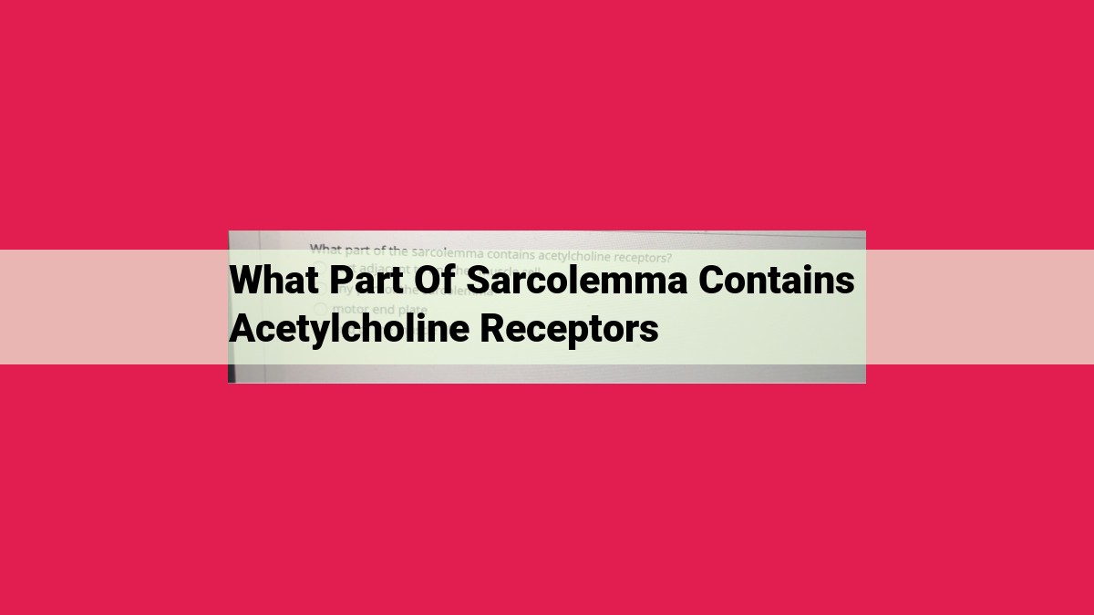 what part of sarcolemma contains acetylcholine receptors