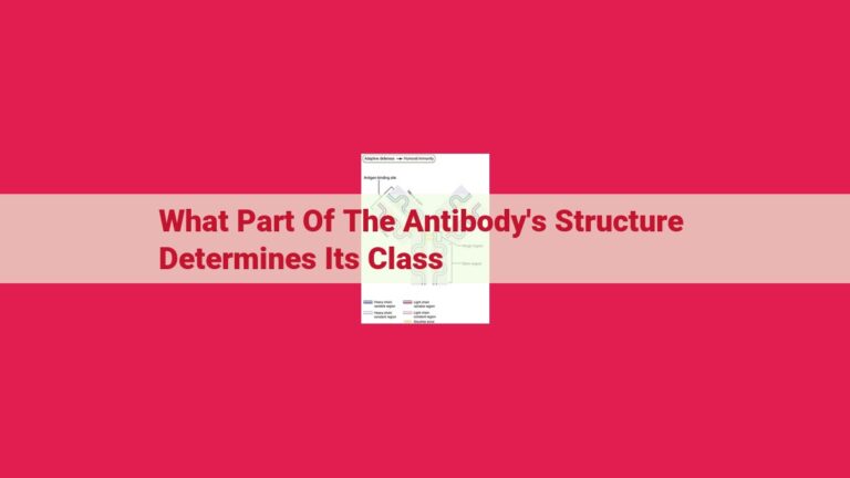 what part of the antibody's structure determines its class