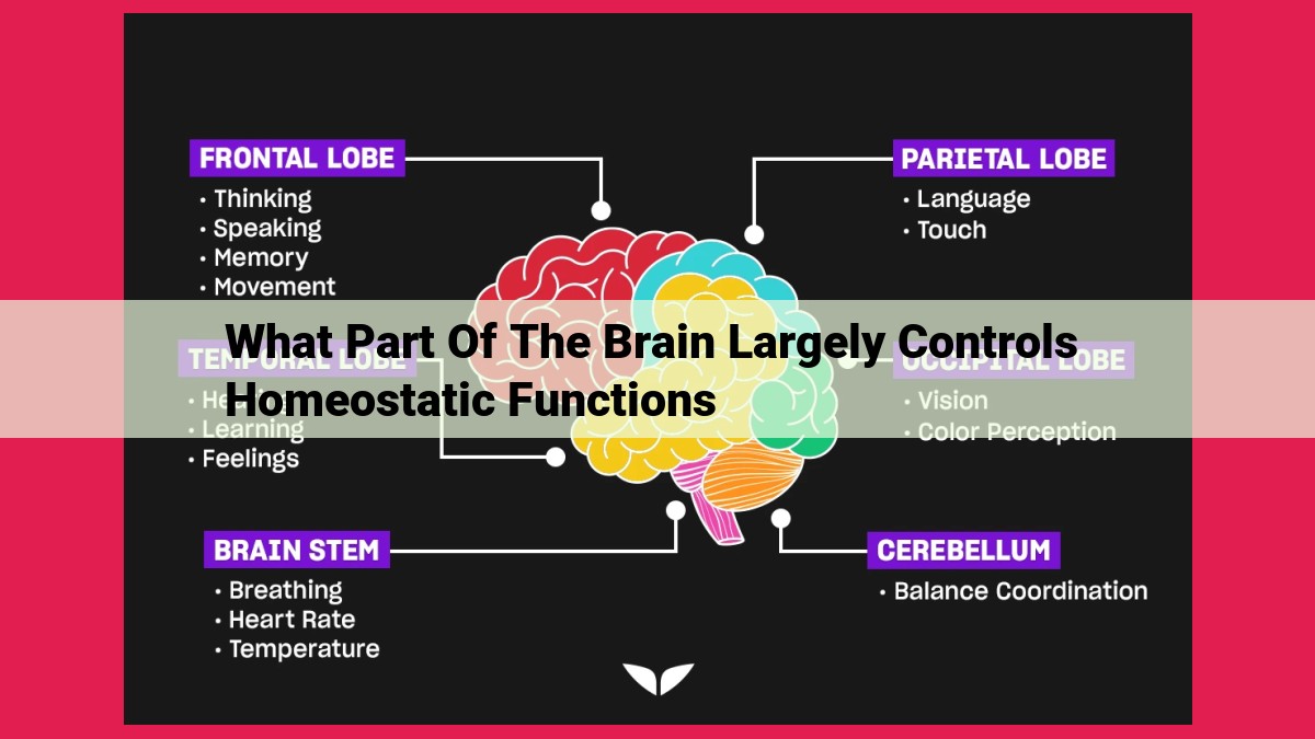 what part of the brain largely controls homeostatic functions