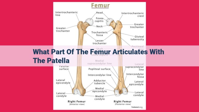 what part of the femur articulates with the patella