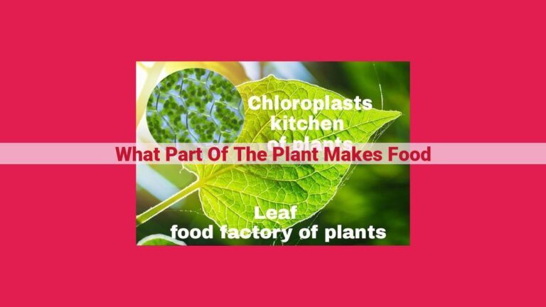 what part of the plant makes food