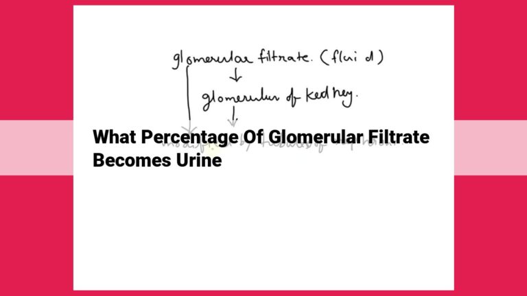 what percentage of glomerular filtrate becomes urine