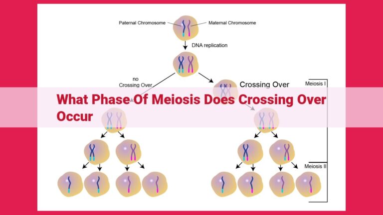 what phase of meiosis does crossing over occur