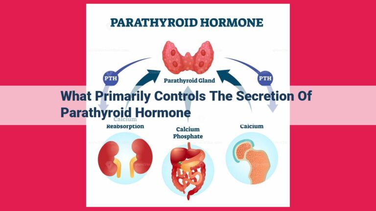 what primarily controls the secretion of parathyroid hormone