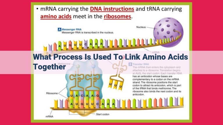 what process is used to link amino acids together