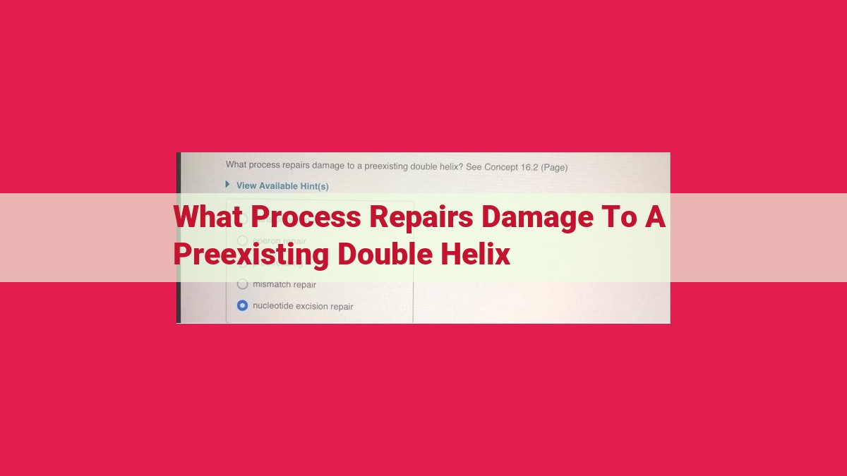 what process repairs damage to a preexisting double helix