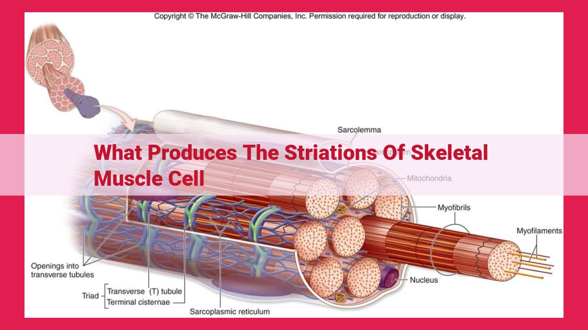 what produces the striations of skeletal muscle cell