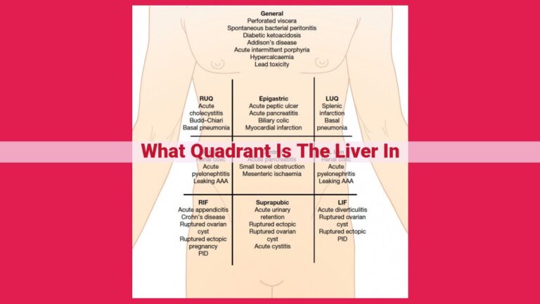 what quadrant is the liver in