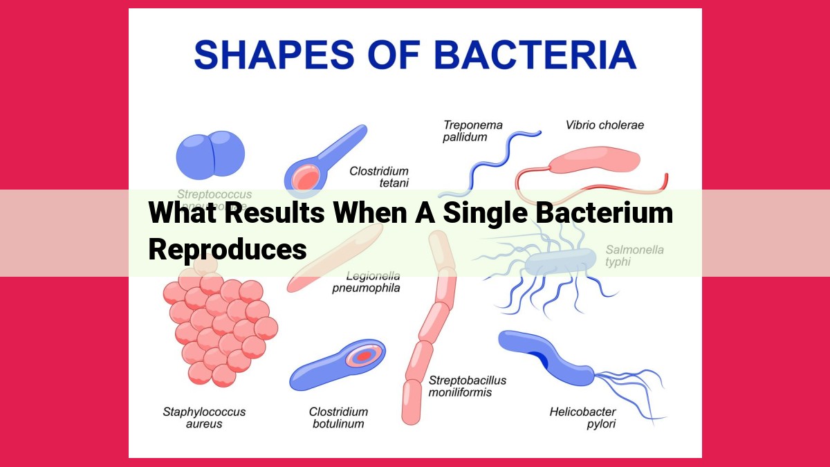 what results when a single bacterium reproduces