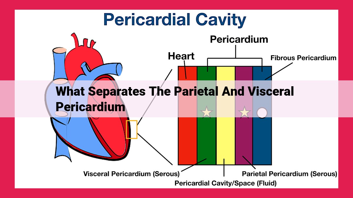 what separates the parietal and visceral pericardium