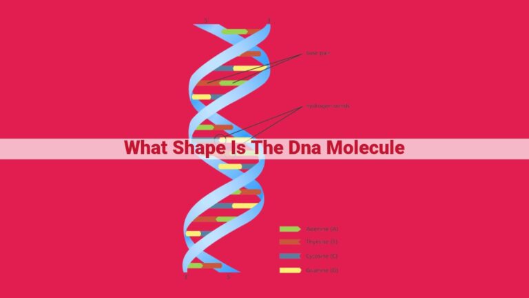 what shape is the dna molecule