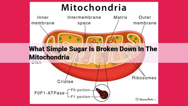 what simple sugar is broken down in the mitochondria