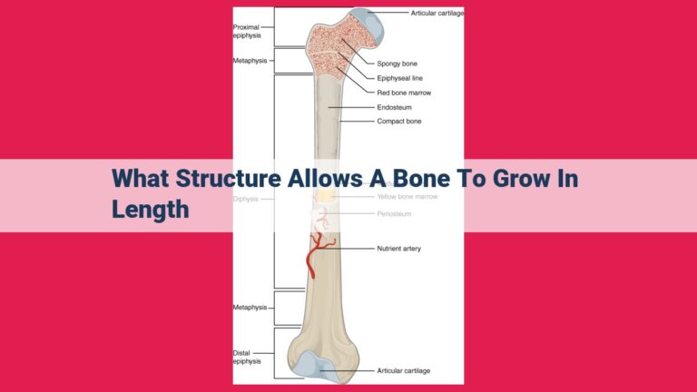 what structure allows a bone to grow in length