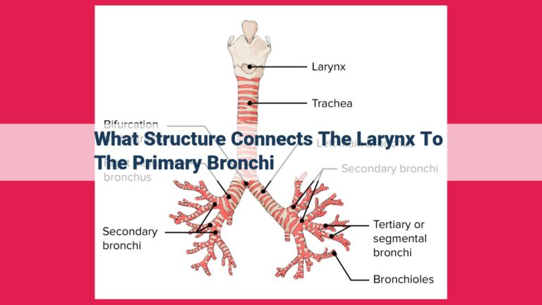 what structure connects the larynx to the primary bronchi