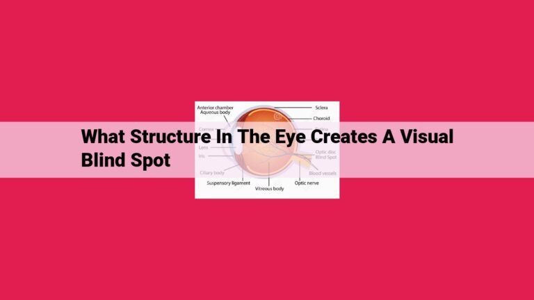 what structure in the eye creates a visual blind spot