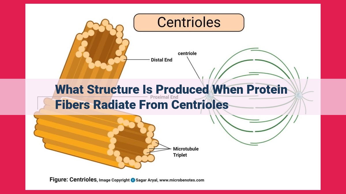 what structure is produced when protein fibers radiate from centrioles