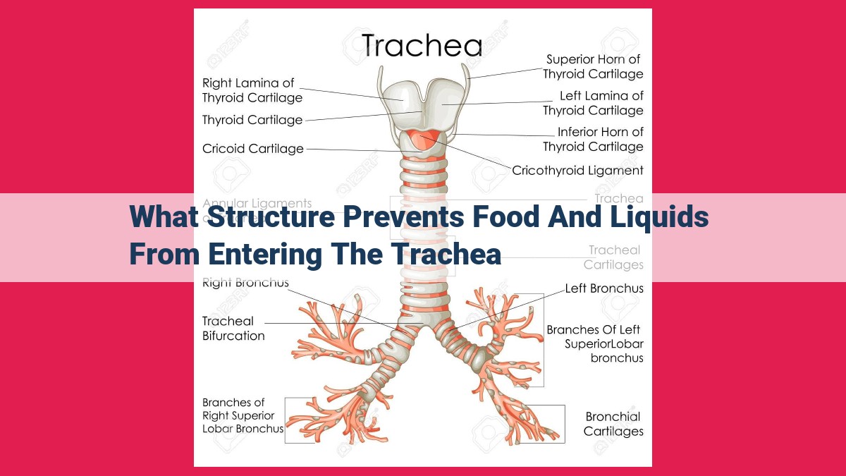 what structure prevents food and liquids from entering the trachea