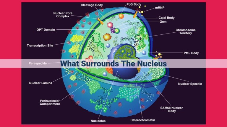 what surrounds the nucleus