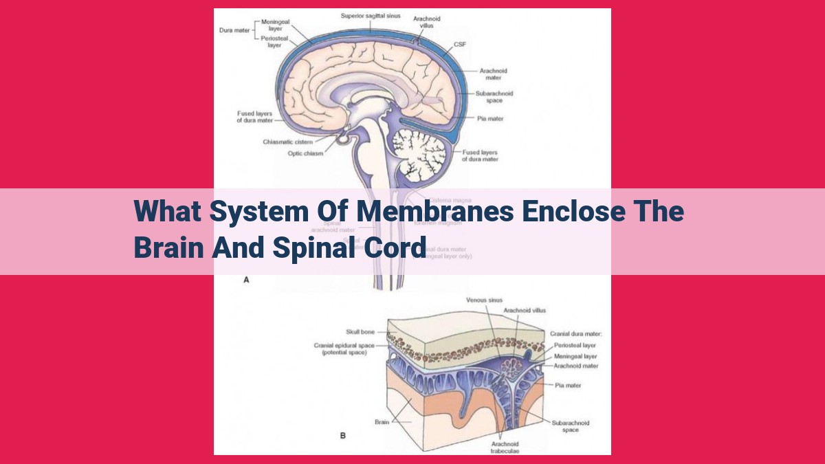 what system of membranes enclose the brain and spinal cord