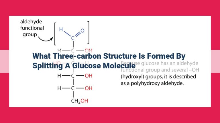 what three-carbon structure is formed by splitting a glucose molecule