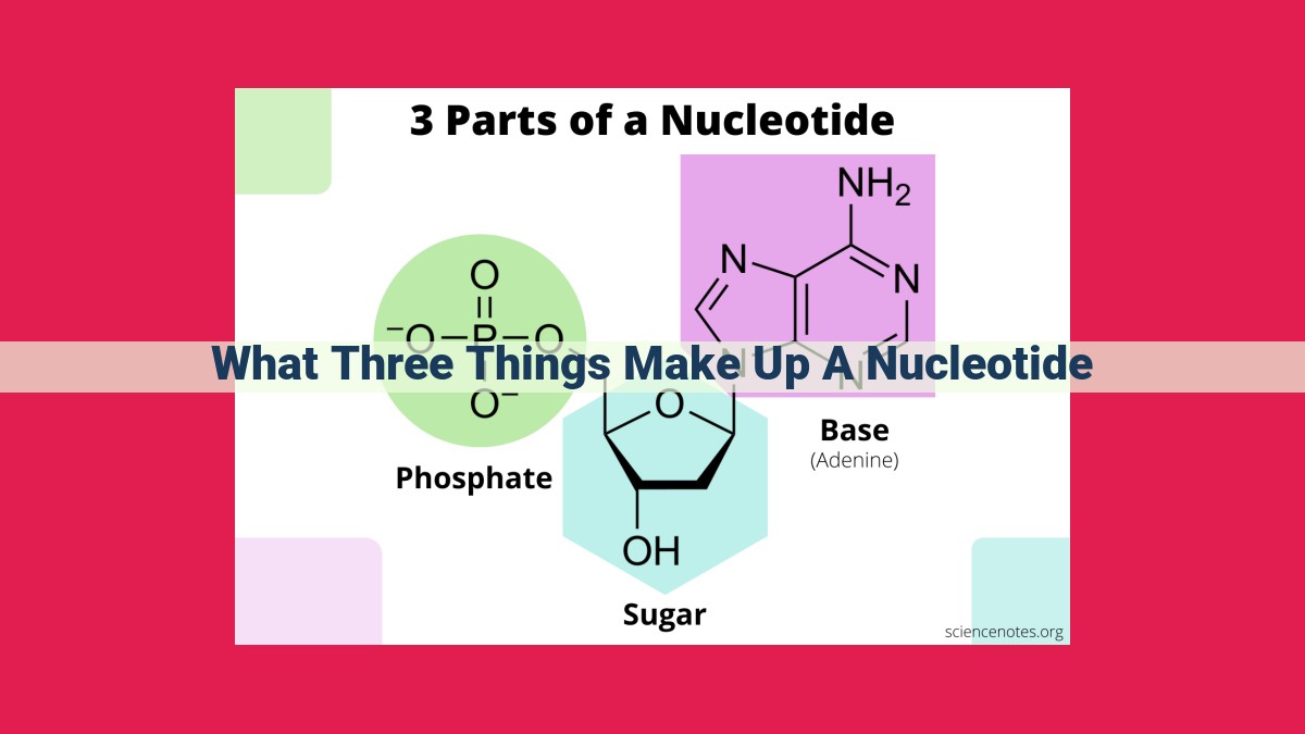 what three things make up a nucleotide