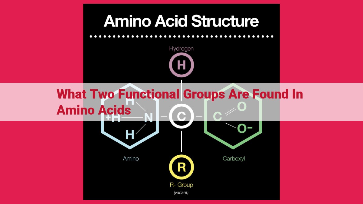 what two functional groups are found in amino acids