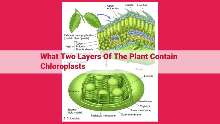 what two layers of the plant contain chloroplasts