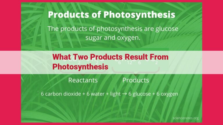 what two products result from photosynthesis