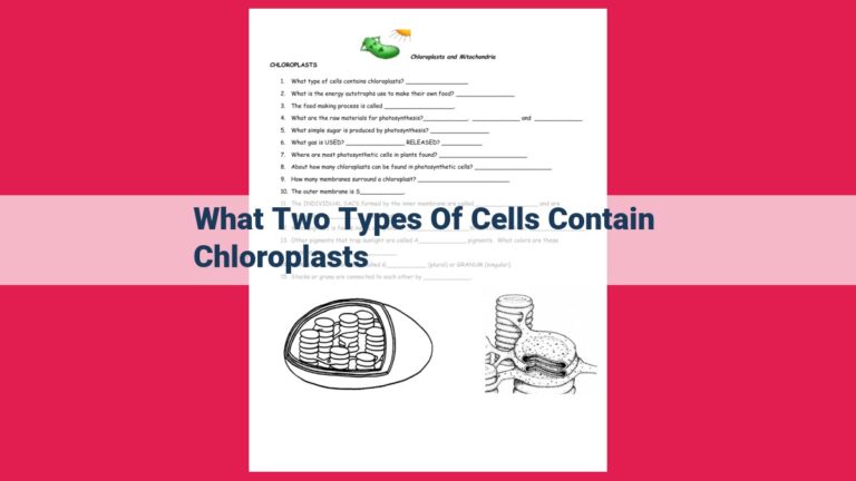 what two types of cells contain chloroplasts