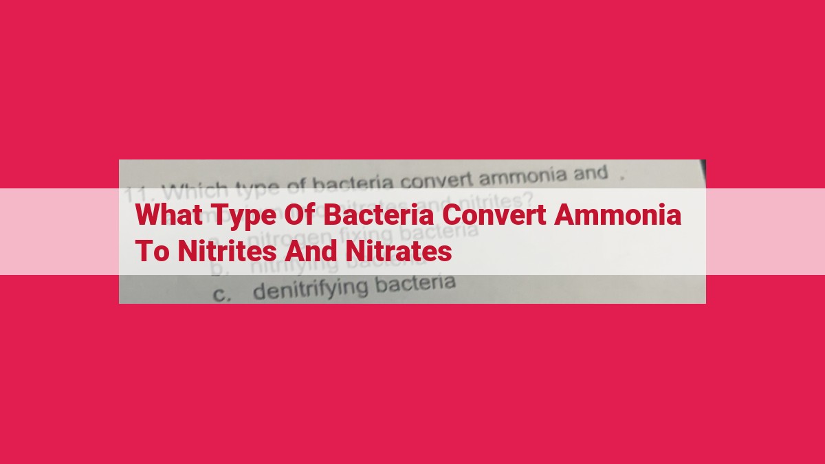 what type of bacteria convert ammonia to nitrites and nitrates