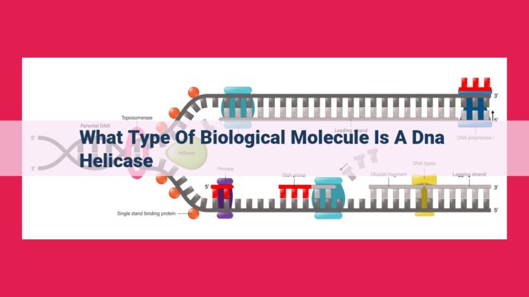 what type of biological molecule is a dna helicase