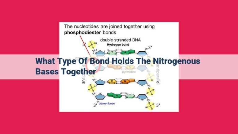 what type of bond holds the nitrogenous bases together