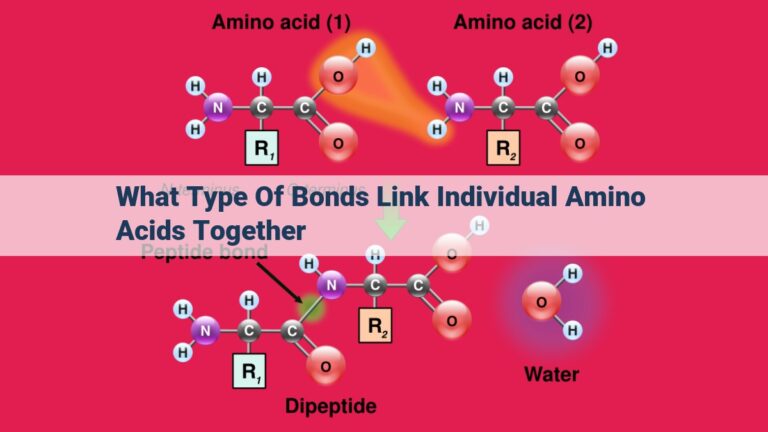 what type of bonds link individual amino acids together