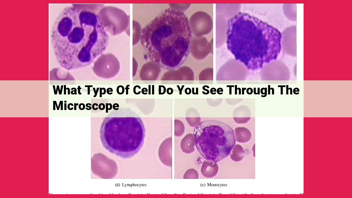 what type of cell do you see through the microscope