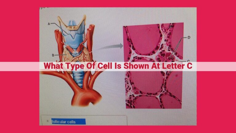 what type of cell is shown at letter c