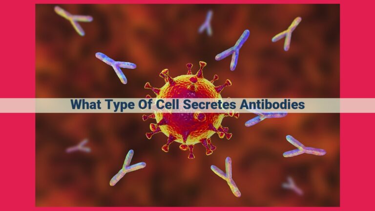 what type of cell secretes antibodies