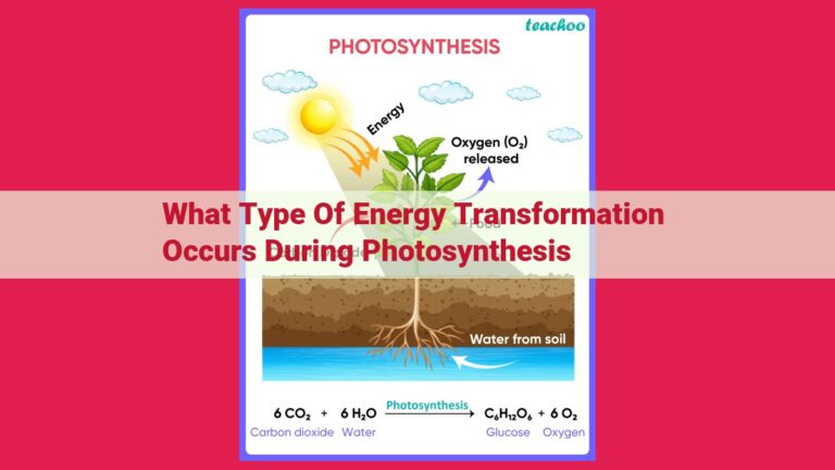 what type of energy transformation occurs during photosynthesis