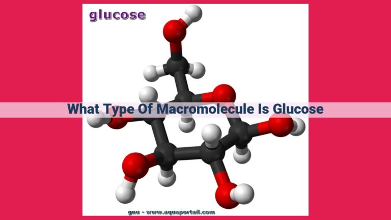 what type of macromolecule is glucose