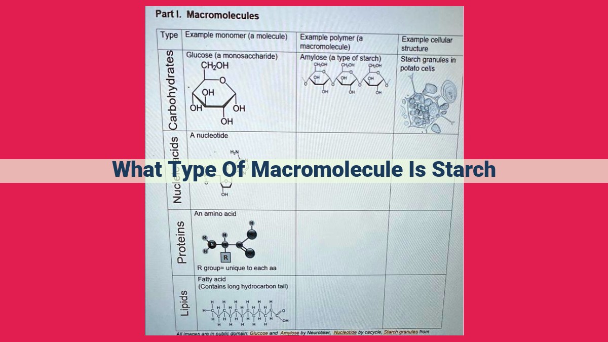 what type of macromolecule is starch