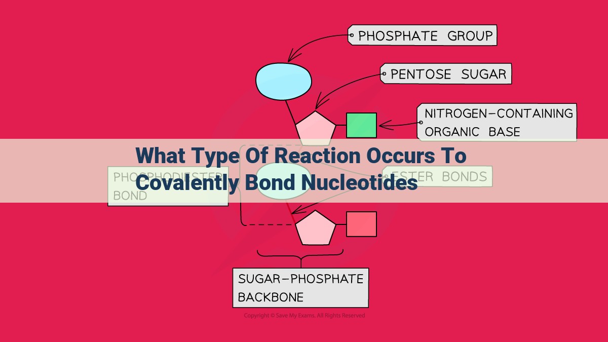 what type of reaction occurs to covalently bond nucleotides