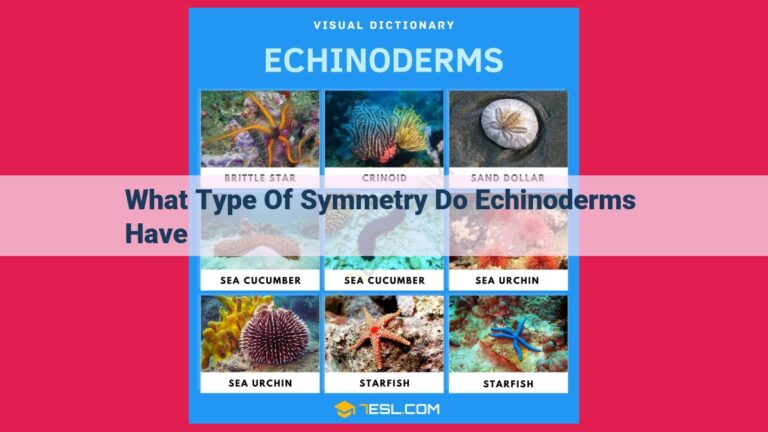 what type of symmetry do echinoderms have