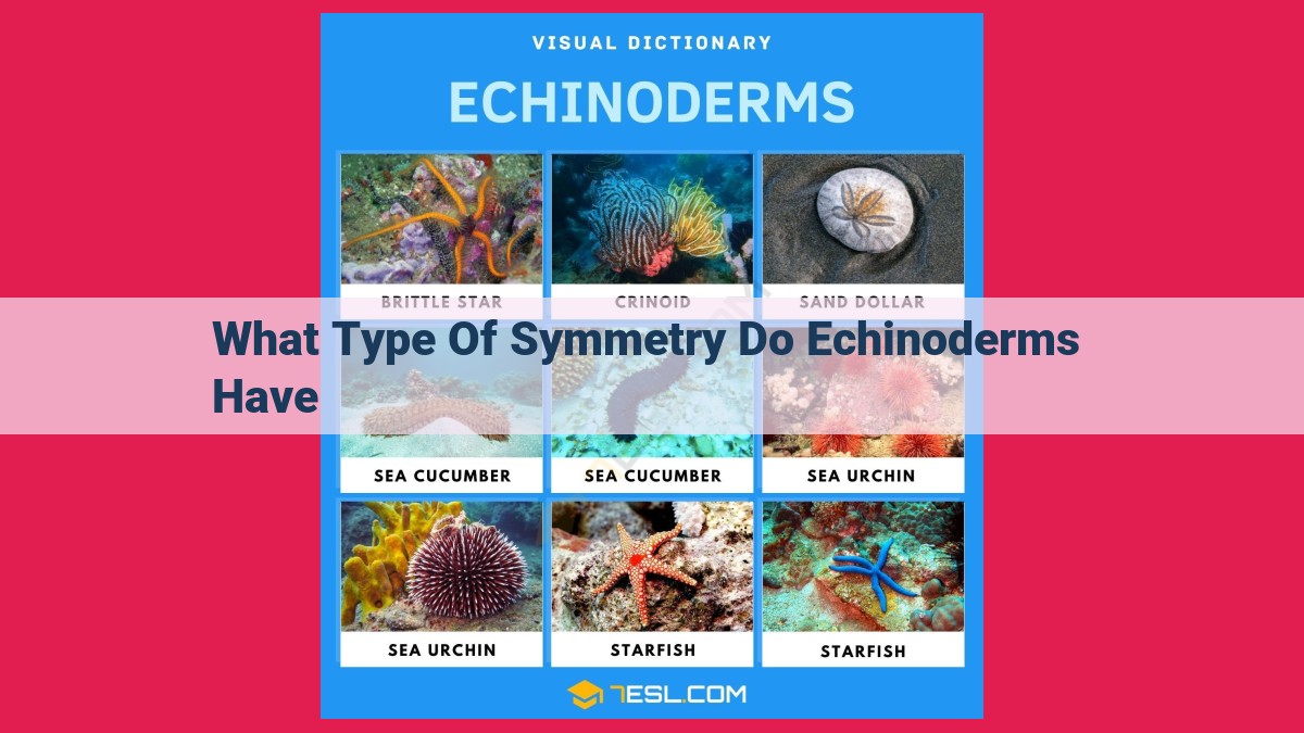 what type of symmetry do echinoderms have