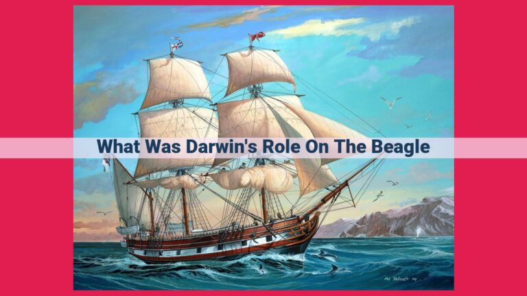 what was darwin's role on the beagle