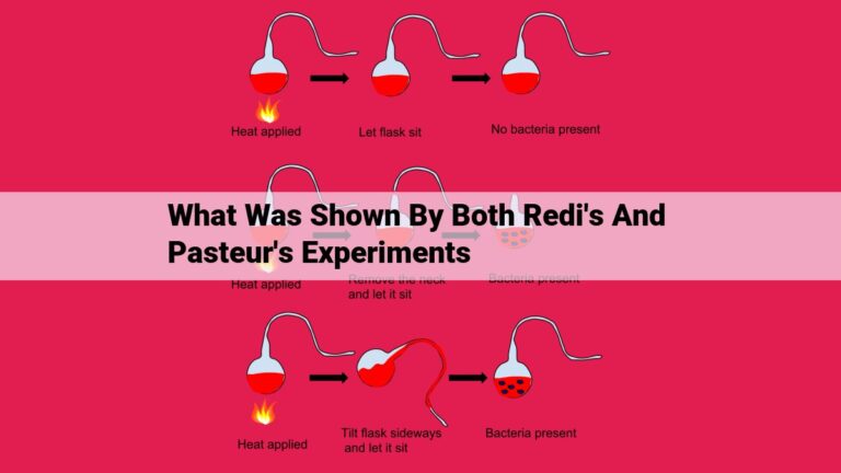 what was shown by both redi's and pasteur's experiments